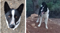 Lost Male Dog last seen Whitmore/Inwood/Shingletown , Whitmore, CA 96096