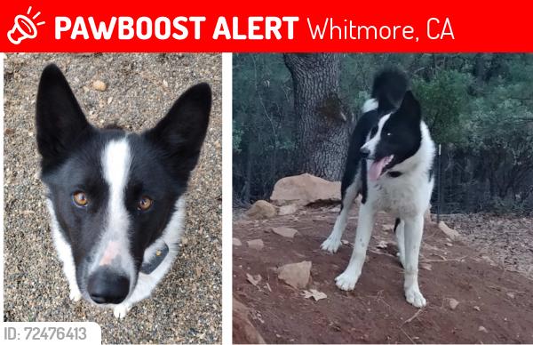 Lost Male Dog last seen Whitmore/Inwood/Shingletown , Whitmore, CA 96096