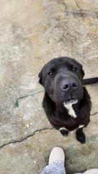 Found/Stray Male Dog last seen Near and 221A. Rd  near SC state line, Mooresboro, NC 28114