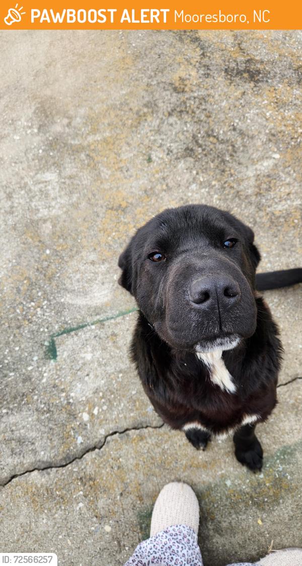Found/Stray Male Dog last seen Near and 221A. Rd  near SC state line, Mooresboro, NC 28114