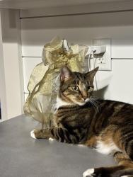 Lost Male Cat last seen Hattertown Road, Newtown, CT 06470
