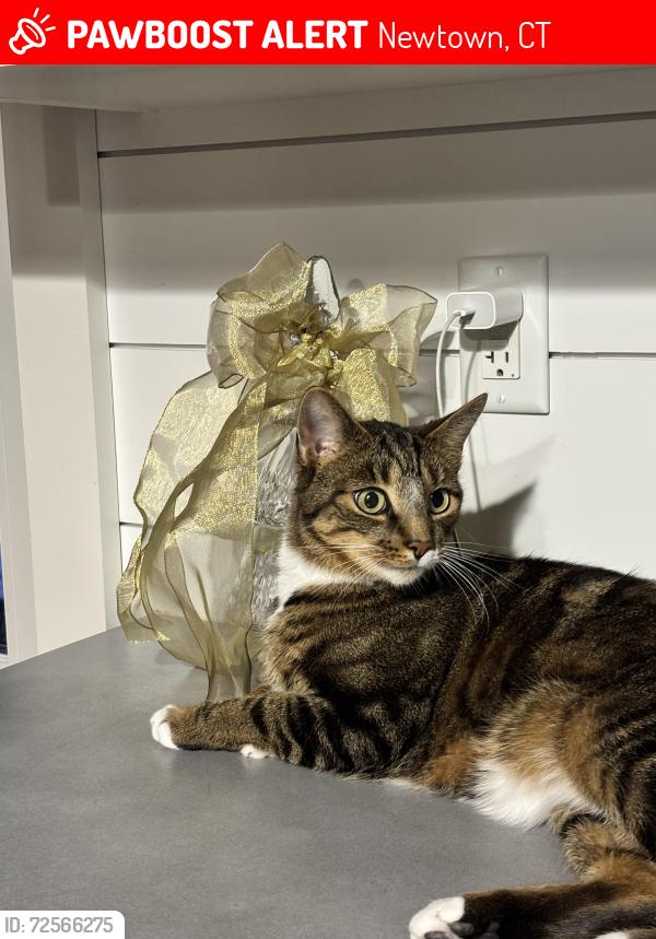 Lost Male Cat last seen Hattertown Road, Newtown, CT 06470