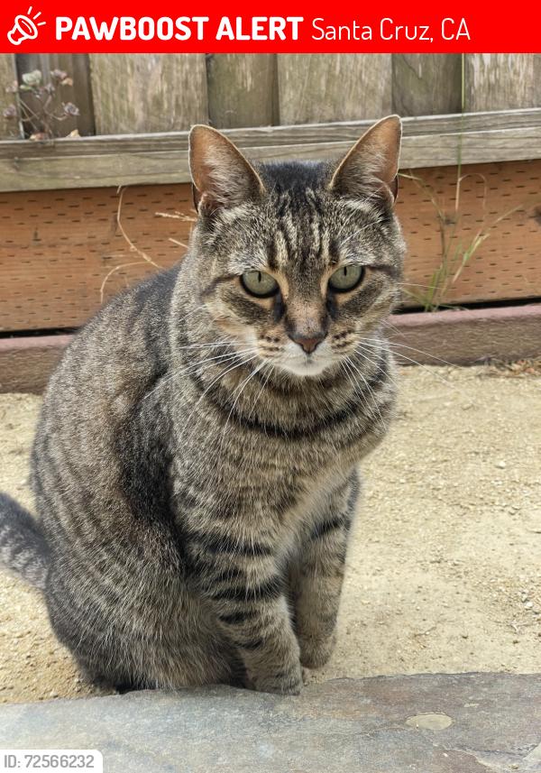 Lost Female Cat last seen Bay and continental , Santa Cruz, CA 95060