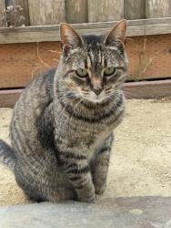 Lost Female Cat last seen Bay and continental , Santa Cruz, CA 95060