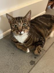 Lost Male Cat last seen Hattertown Road , Newtown, CT 06470