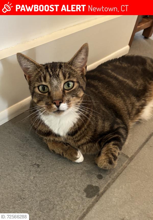 Lost Male Cat last seen Hattertown Road , Newtown, CT 06470