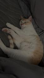 Lost Male Cat last seen Lem turner, Jacksonville, FL 32208
