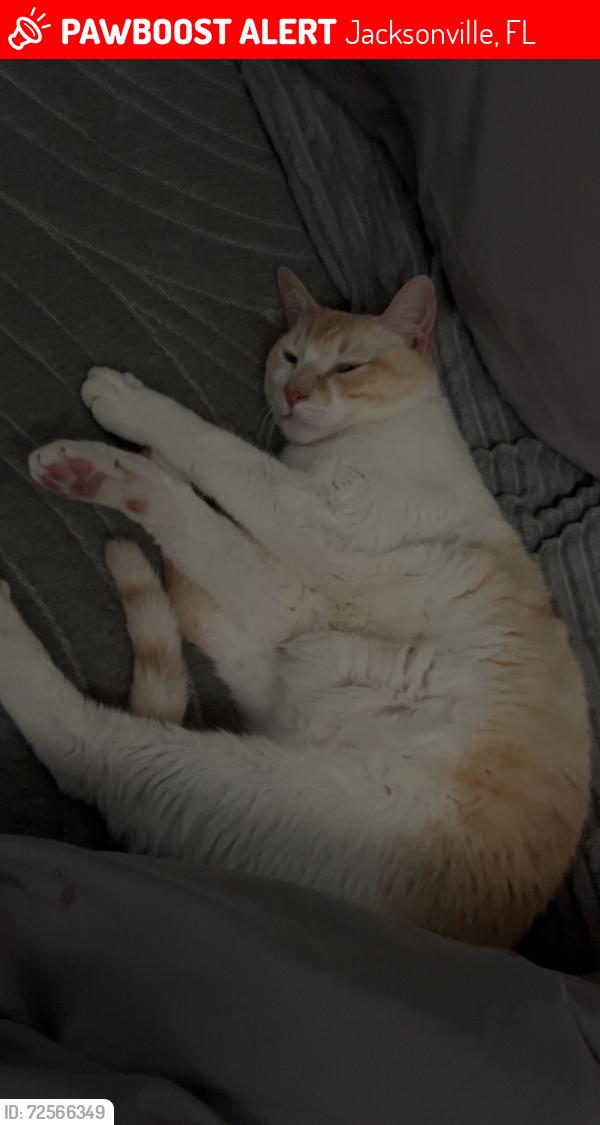 Lost Male Cat last seen Lem turner, Jacksonville, FL 32208