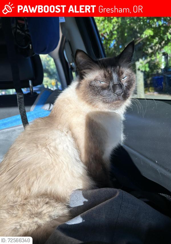 Lost Female Cat last seen Southwest 8th drive Gresham , Gresham, OR 97030
