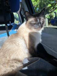 Lost Female Cat last seen Southwest 8th drive Gresham , Gresham, OR 97030