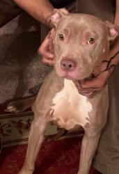 Lost Female Dog last seen fuller ave , Saint Paul, MN 55103