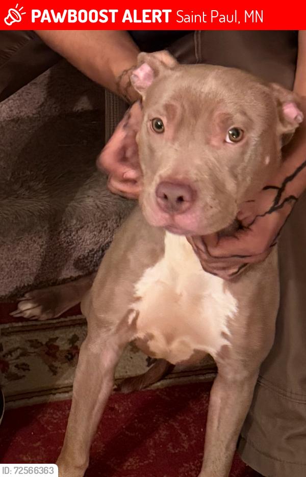 Lost Female Dog last seen fuller ave , Saint Paul, MN 55103
