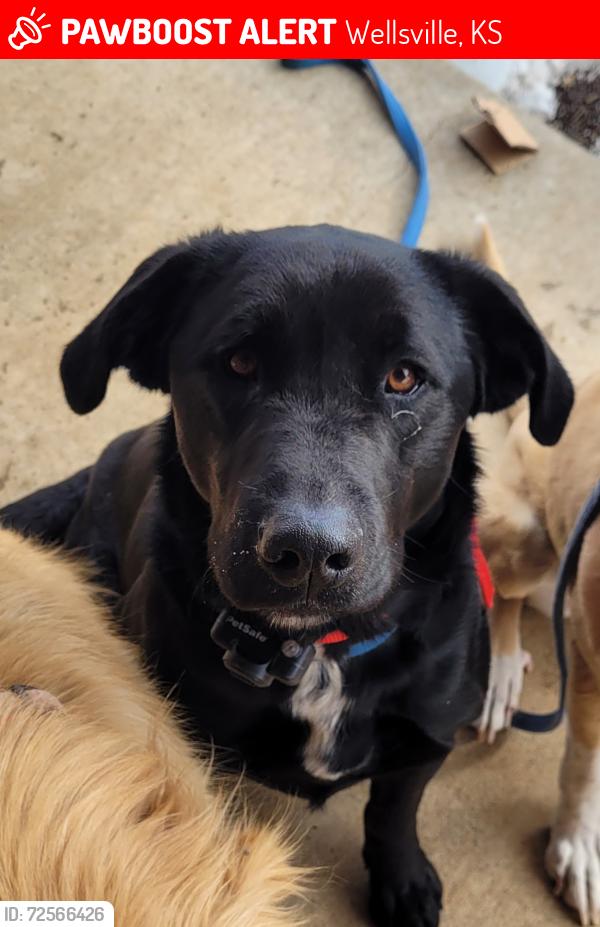 Lost Male Dog last seen Pleasant Valley and 68 hwy, Wellsville, KS 66092