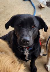 Lost Male Dog last seen Pleasant Valley and 68 hwy, Wellsville, KS 66092