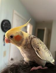 Lost Unknown Bird last seen Harrisburg pike and state road, Landisville, PA 17538