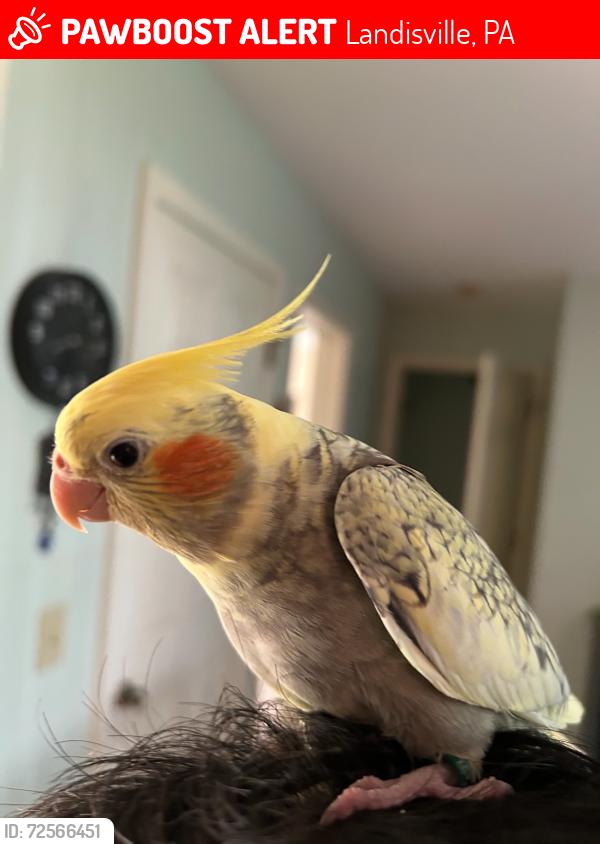 Lost Unknown Bird last seen Harrisburg pike and state road, Landisville, PA 17538