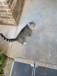 Found/Stray Male Cat last seen 4th and sunnylane, Moore, OK 73160