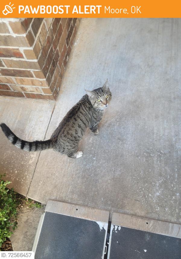 Found/Stray Male Cat last seen 4th and sunnylane, Moore, OK 73160