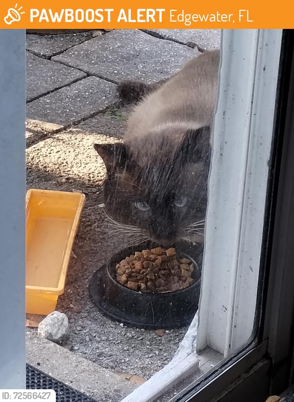 Found/Stray Male Cat last seen Between 26th and 30th street on the canal in Florida Shores. Zip code is 32141, Edgewater, FL 32132
