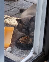 Found/Stray Male Cat last seen Between 26th and 30th street on the canal in Florida Shores. Zip code is 32141 , Edgewater, FL 32132