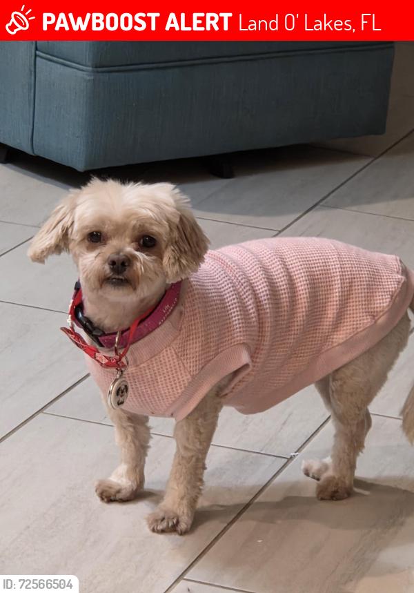 Lost Female Dog last seen Banyan Breeze and Mango Shay, Land O' Lakes, FL 34638