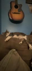 Reunited Female Cat last seen grainger ave, leonard pl & n fourth ave, Knoxville, TN 37917