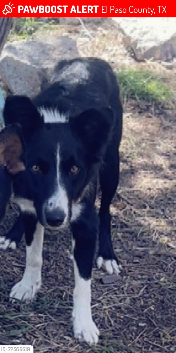 Lost Female Dog last seen Emerald Maria st, El Paso County, TX 79928