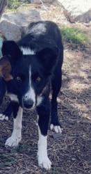 Lost Female Dog last seen Emerald Maria st, El Paso County, TX 79928