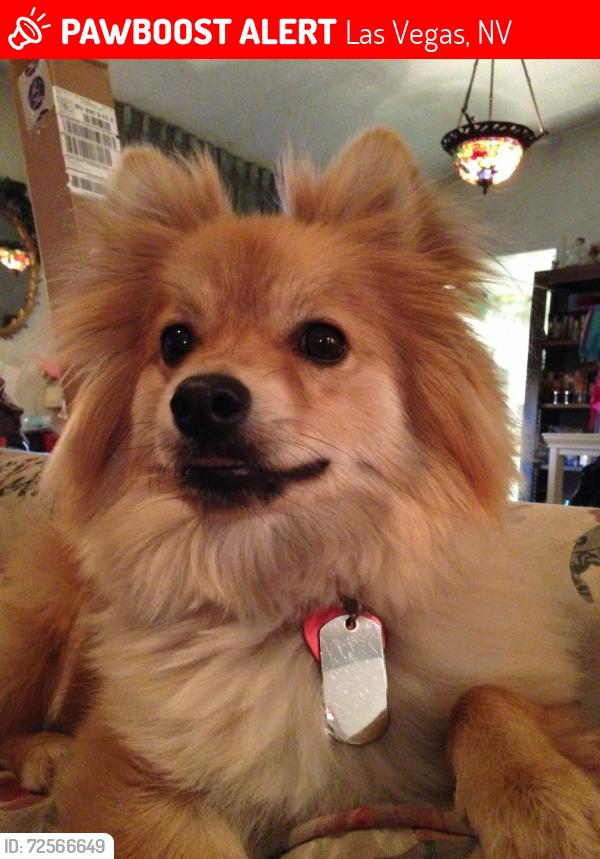 Lost Male Dog last seen Tropicana and Spencer, Las Vegas, NV 89119
