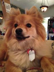 Lost Male Dog last seen Tropicana and Spencer, Las Vegas, NV 89119