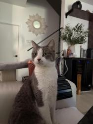 Lost Male Cat last seen Antigua at East Lake, Chula Vista, CA 91915