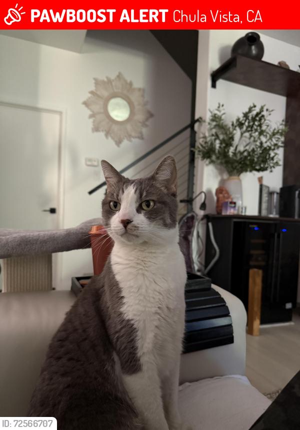 Lost Male Cat last seen Antigua at East Lake, Chula Vista, CA 91915