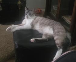 Lost Male Cat last seen 43rd yucca, Phoenix, AZ 85029