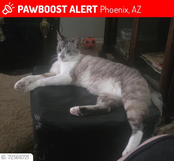 Lost Male Cat last seen 43rd yucca, Phoenix, AZ 85029