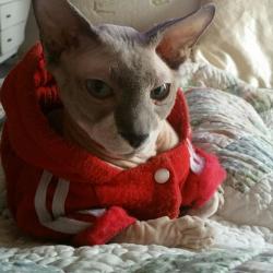 Lost Male Cat last seen dauphin and diamond, Philadelphia, PA 19121