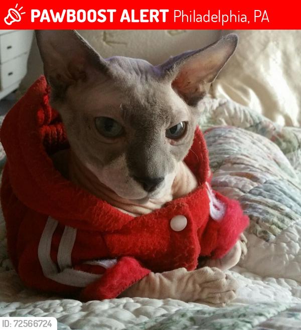 Lost Male Cat last seen dauphin and diamond, Philadelphia, PA 19121