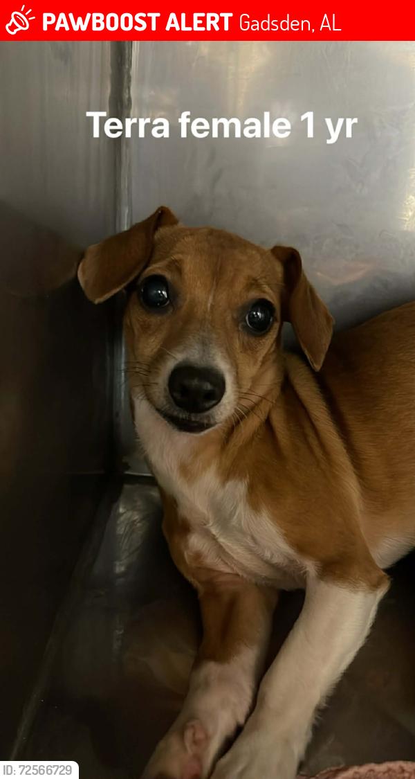 Lost Female Dog last seen Ran towards Waffle house under bridge from Gadsden animal clinic , Gadsden, AL 35903