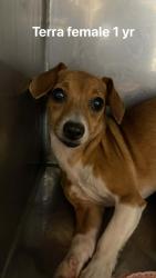 Lost Female Dog last seen Ran towards Waffle house under bridge from Gadsden animal clinic , Gadsden, AL 35903