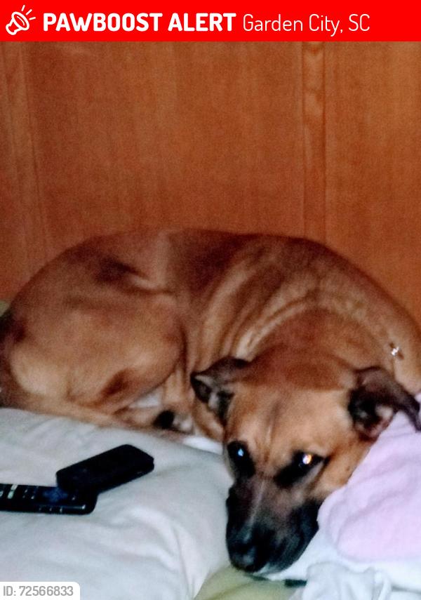 Lost Male Dog last seen Near business and garden City connector, Garden City, SC 29576