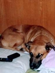 Lost Male Dog last seen Near business and garden City connector, Garden City, SC 29576