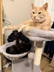 Lost Male Cat last seen 7th and Lewis, Tulsa, OK 74104