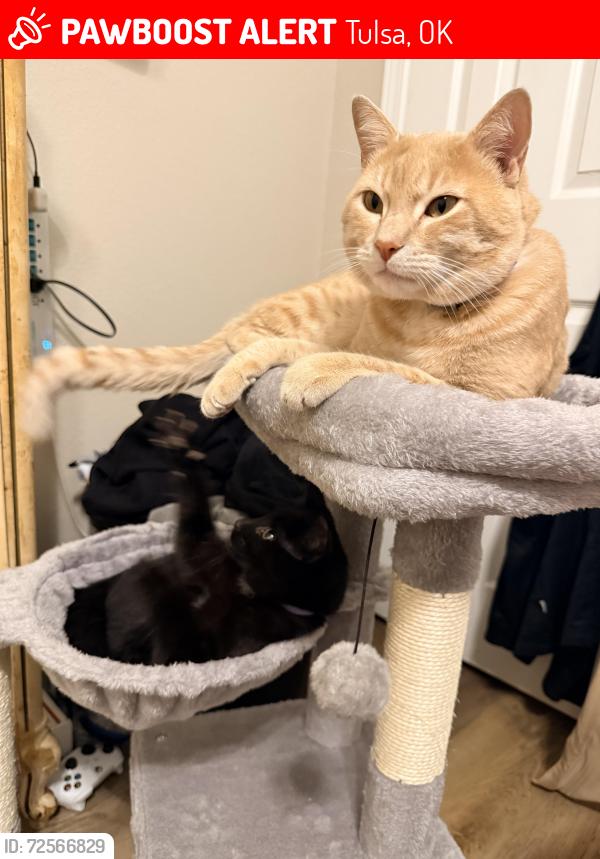 Lost Male Cat last seen 7th and Lewis, Tulsa, OK 74104