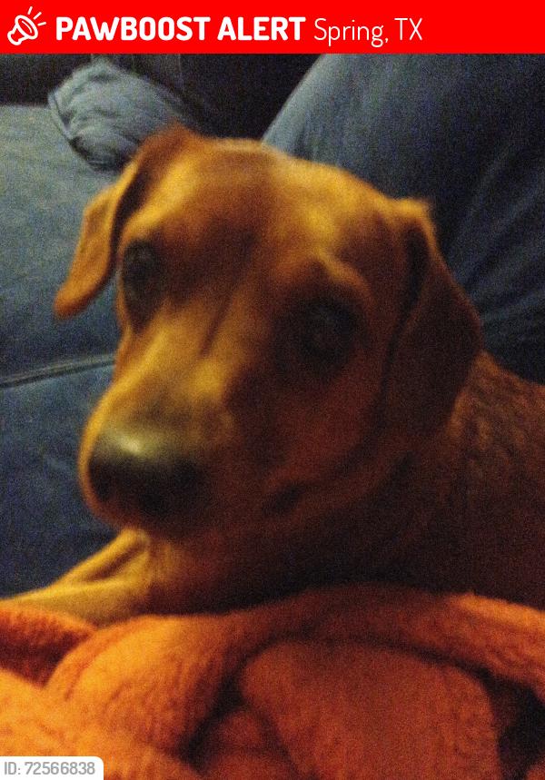 Lost Female Dog last seen Northgate crossing, Spring, TX 77373
