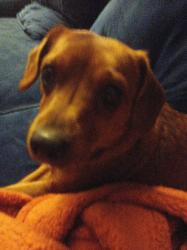 Lost Female Dog last seen Northgate crossing, Spring, TX 77373
