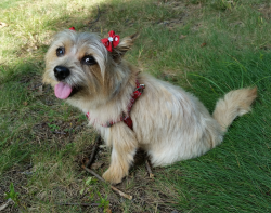 Lost Female Dog last seen Lakeshore Dr and Powder Mill Ln., Oakland, NJ 07436