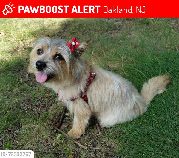 Lost Female Dog last seen Lakeshore Dr and Powder Mill Ln., Oakland, NJ 07436