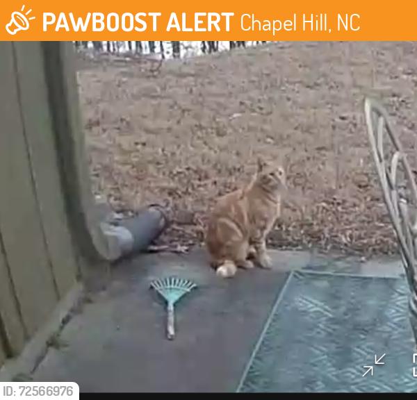 Found/Stray Male Cat last seen Mann’s chapel rd, Chapel Hill, NC 27516