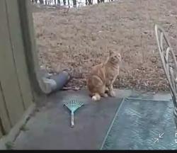 Found/Stray Male Cat last seen Mann’s chapel rd, Chapel Hill, NC 27516