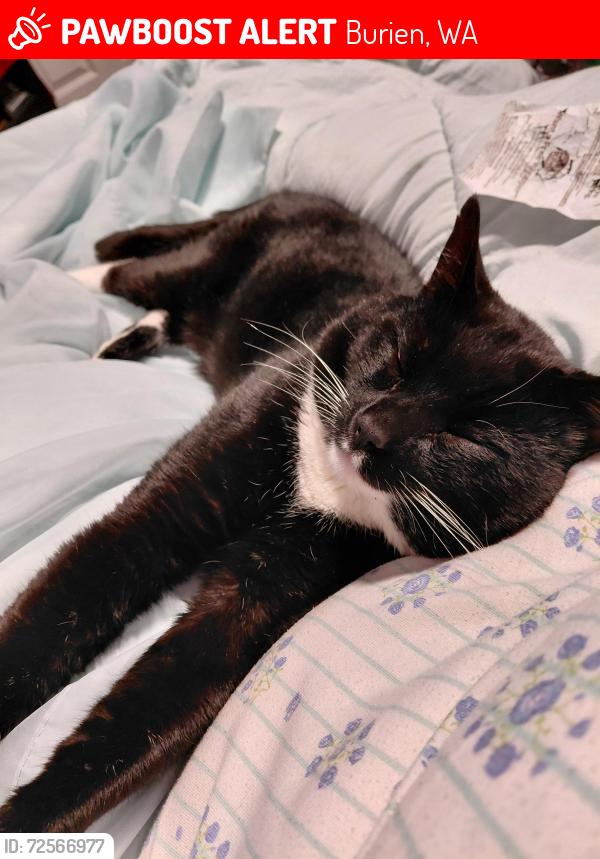 Lost Male Cat last seen 143rd and 4th Ave Burien Skate Park , Burien, WA 98166