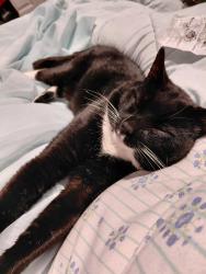 Lost Male Cat last seen 143rd and 4th Ave Burien Skate Park , Burien, WA 98166